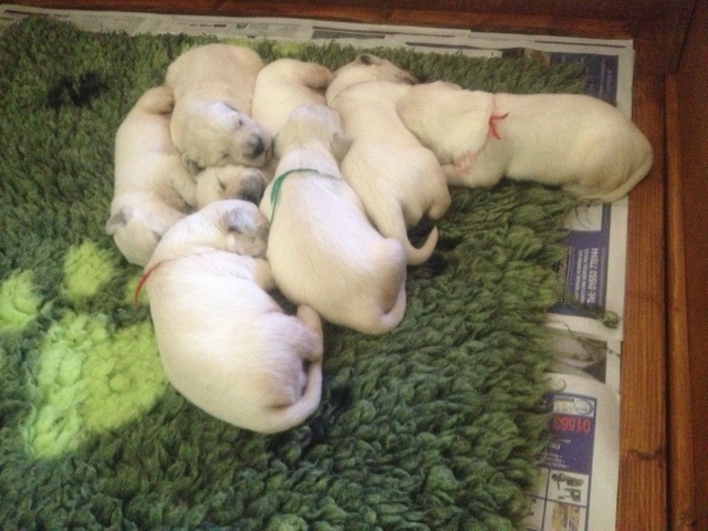 Sophie's pups 11 days old