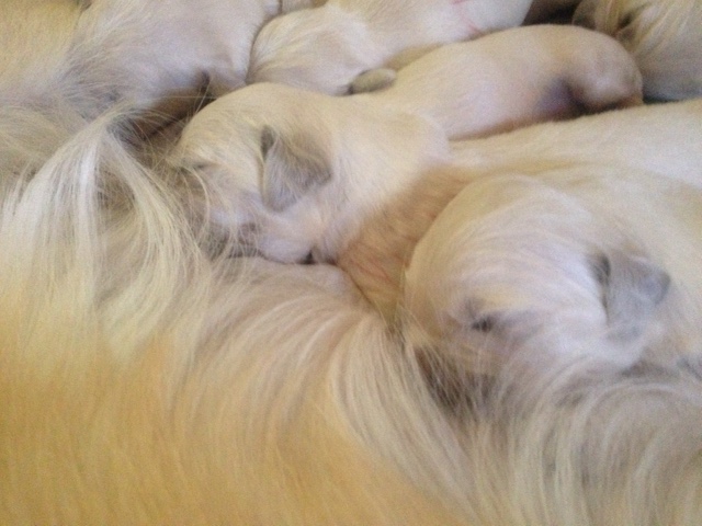 Sophie's pups feeding 1