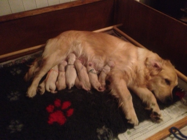 Newly born pups